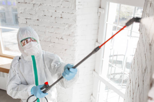 Best Insurance-Related Mold Remediation in USA